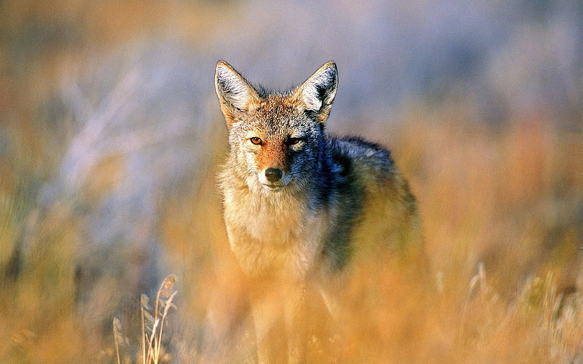 Animaux, Chasse, Hunt, Steppe, Chacal Fond d'écran HD