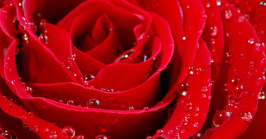 Red Rose And Bubbles, Red, Flowers, Bubbles, Nature, Rose HD wallpaper |  Pxfuel