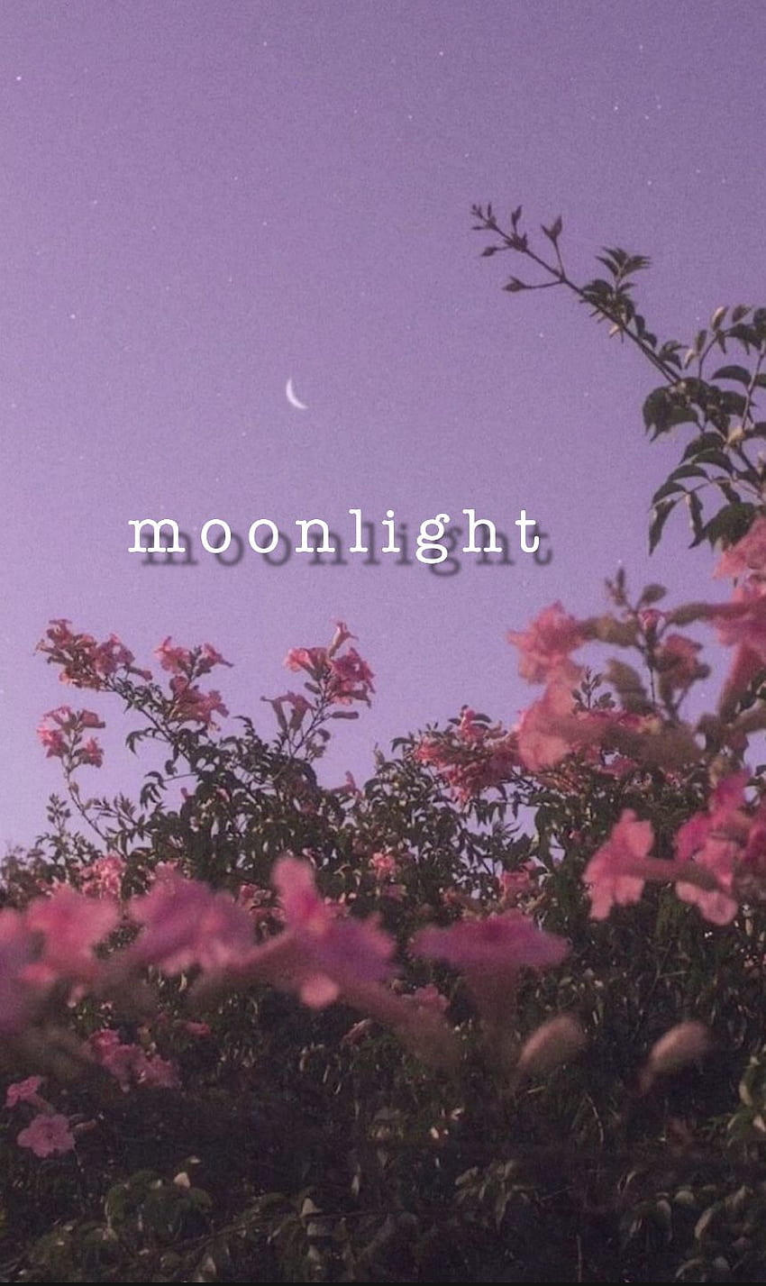 ฉันไม่เคยรู้มาก่อน คุณสามารถถือแสงจันทร์ไว้ในมือได้ ♡ ความงามของแสงจันทร์ , น่ารักเรียบง่าย , แสงจันทร์ , Ariana Grande Moonlight วอลล์เปเปอร์โทรศัพท์ HD