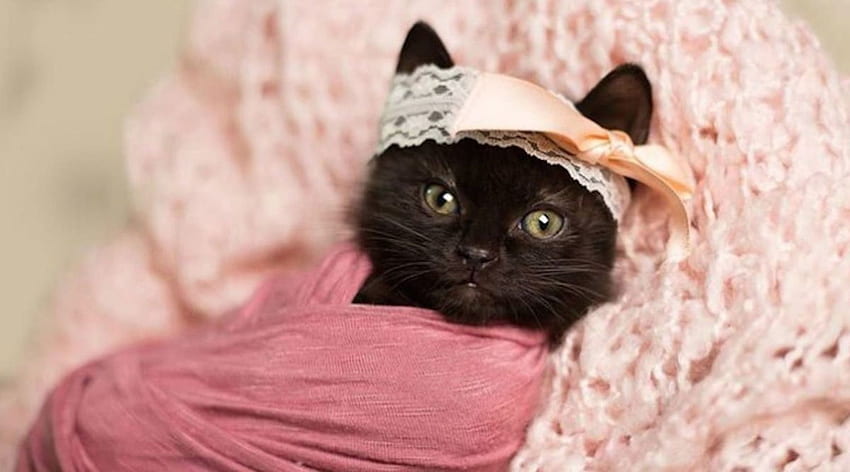 Anak kucing, manis, binatang, hitam, imut, bayi, kucing, pisica, merah muda, lucu Wallpaper HD