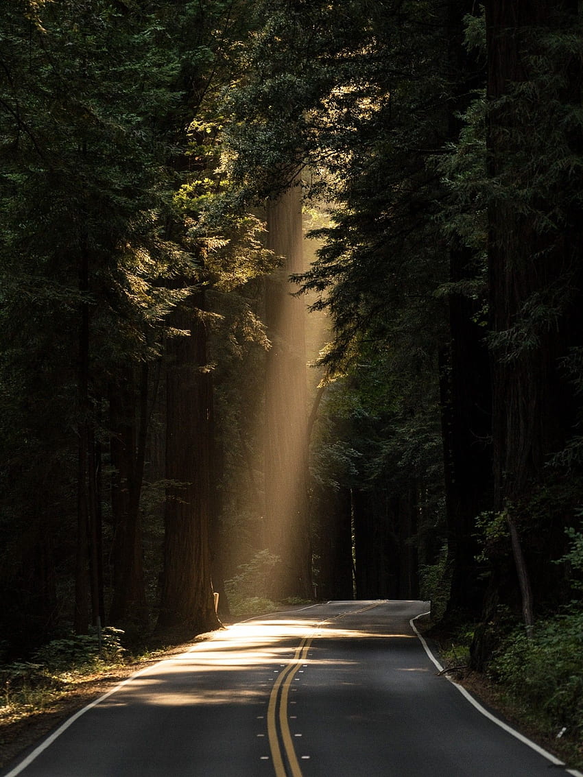 Autostrada wiecznie zielonych drzew iglastych w świetle dziennym - [] Tapeta na telefon HD