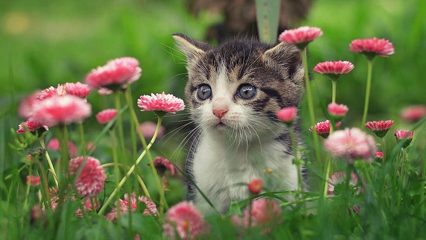 Коте, пизичка, лято, розово, цвете, зелено, сладко, котка HD тапет