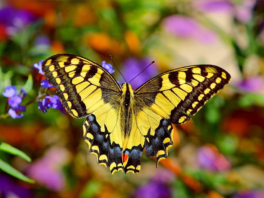 Прекрасна пеперуда, животно, крила, пеперуда, насекоми, цветя, макро HD тапет