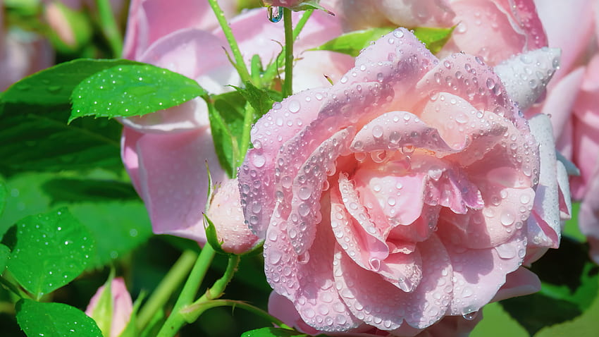 Bella rosa rosa, gocce, profumo, rugiada, primo piano, profumo, giardino, rosa, rosa, bagnato, foglie, petali Sfondo HD