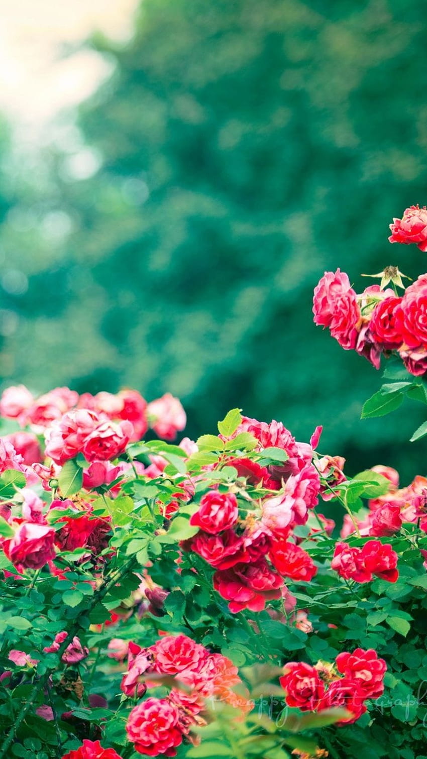 hermosas flores rosas, jardín, rosas, verde naturaleza fondo de pantalla del teléfono