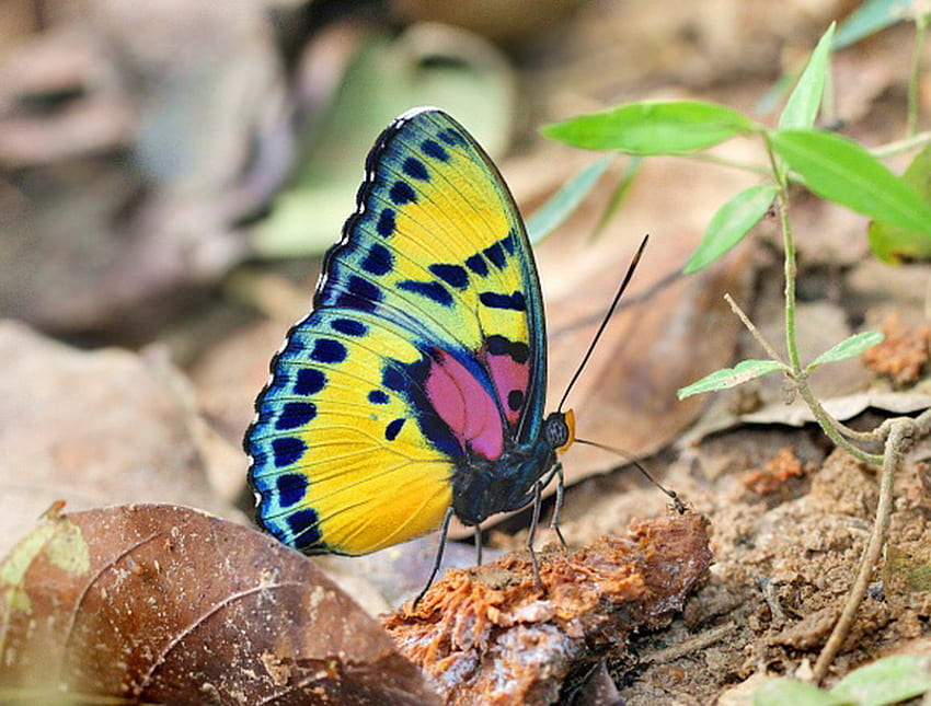 Colors on the wing, blue, wings, black, colors, ground, beauty, pink, butterfly, green, yellow HD wallpaper