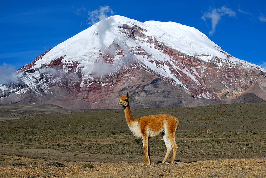 Animals, Grass, Mountain, Vertex, Top, To Stand, Stand, Llama, Lama HD wallpaper