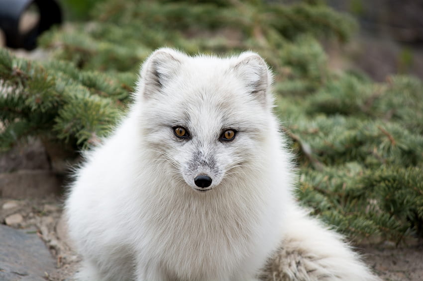 Animals, Muzzle, Predator, Arctic Fox, Fur, Polar Fox HD wallpaper