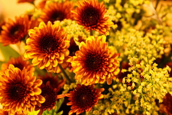 Fall Flowers Thanksgiving  Free photo on Pixabay  Pixabay