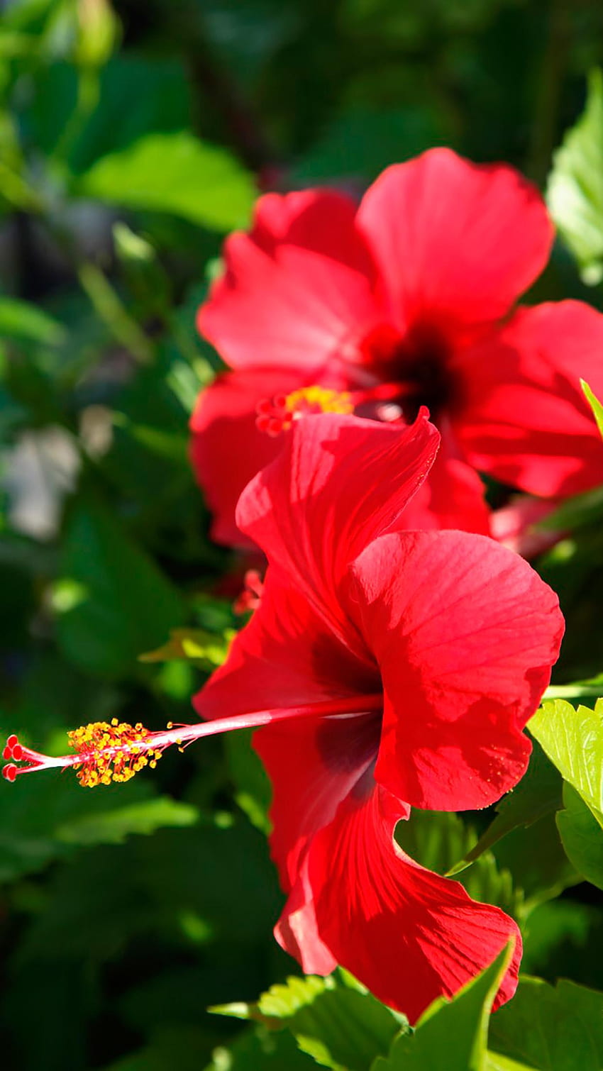 Red Hibiscus Flower HD phone wallpaper