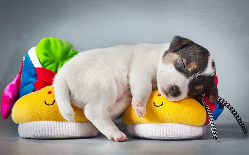 Sleeping Puppy, dogs, puppies, animals HD wallpaper
