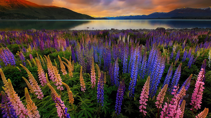 Lupino vicino al lago Tekapo, Nuova Zelanda, lipin, campo, bello, lago, colorato, estate, fiori di campo, riflessione, tramonto Sfondo HD