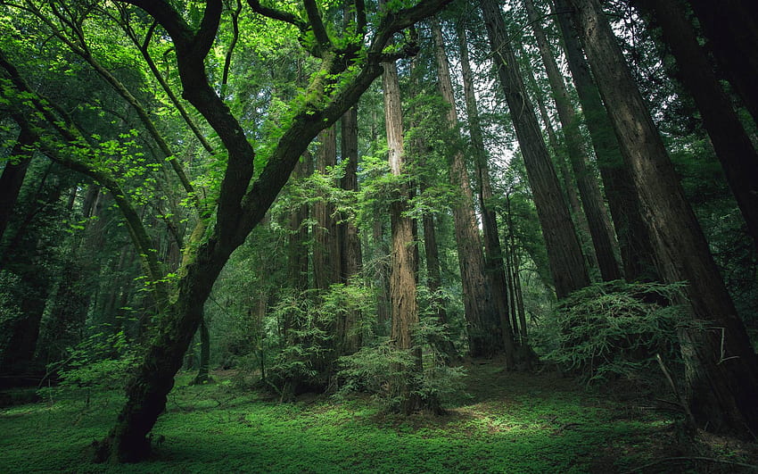 ป่า ป่าธรรมชาติที่สวยงาม วอลล์เปเปอร์ HD