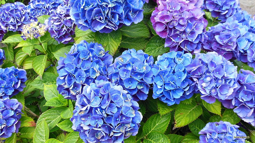 Purple blue hortensia flowers - Barbara's, Purple Hydrangea HD wallpaper