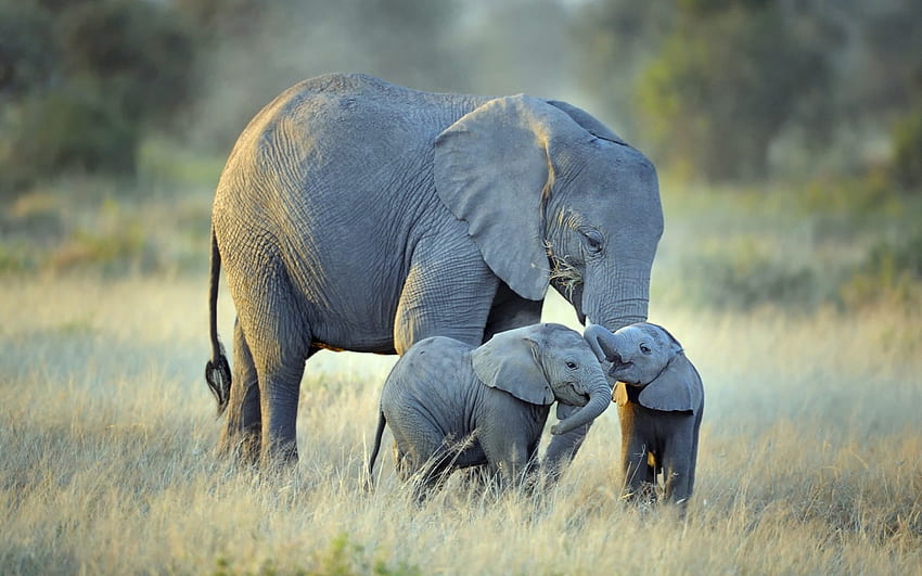 Gajah Afrika Dengan Bayi, Hewan, Afrika, Bayi, Kembar, Gajah Wallpaper HD
