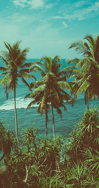 Tropical Beach beach tropical HD phone wallpaper  Peakpx