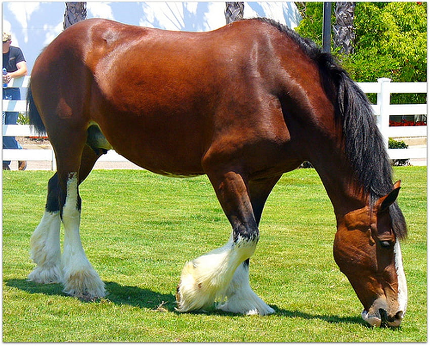 Clydesdale, kuda, kuda jantan, hewan, cavalo Wallpaper HD