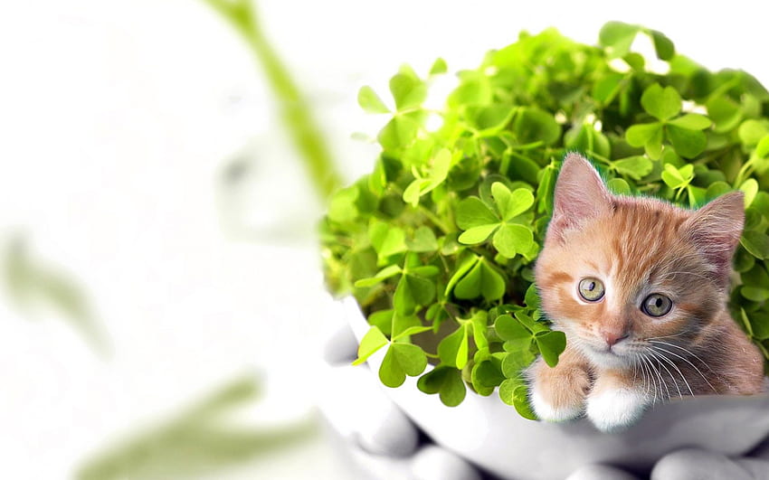 Anak kucing yang beruntung, anak kucing yang beruntung, anak kucing, hewan, keberuntungan, semanggi, lucu, kucing, hijau, menggemaskan Wallpaper HD