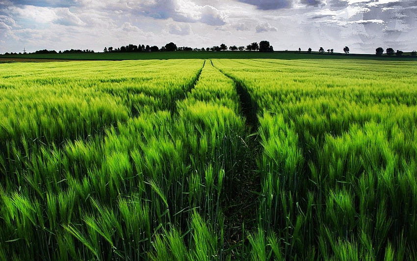 鮮やかな緑の麦畑の小道。 鮮やかな緑 高画質の壁紙