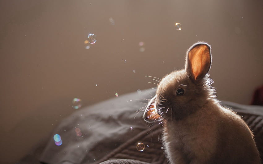 Animals, Bubbles, Ears, Rabbit, Bubble HD wallpaper