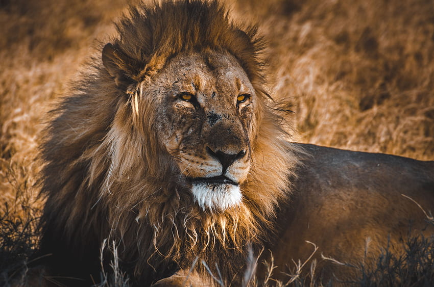 Animals, Lion, Predator, Big Cat, Wildlife, King Of Beasts, King Of The Beasts HD wallpaper