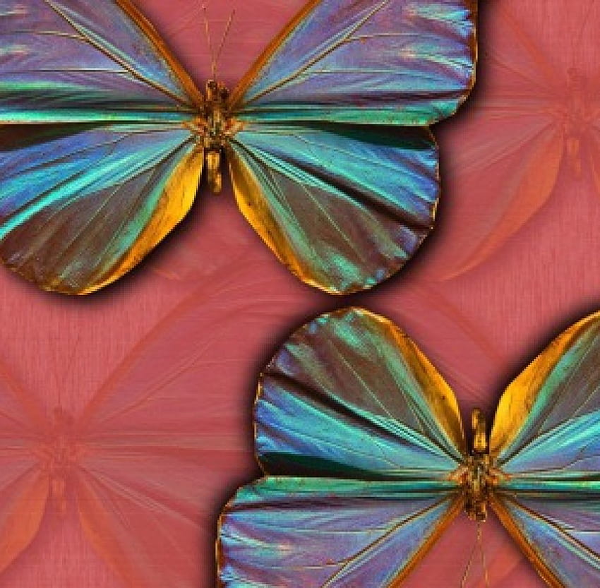 Kedua Cara, aprikot, kupu-kupu Wallpaper HD