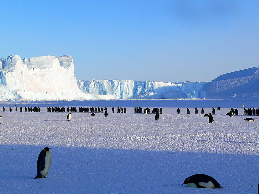 Животни, Пингвини, Лед, Сняг, Ледени късове, Антарктика HD тапет