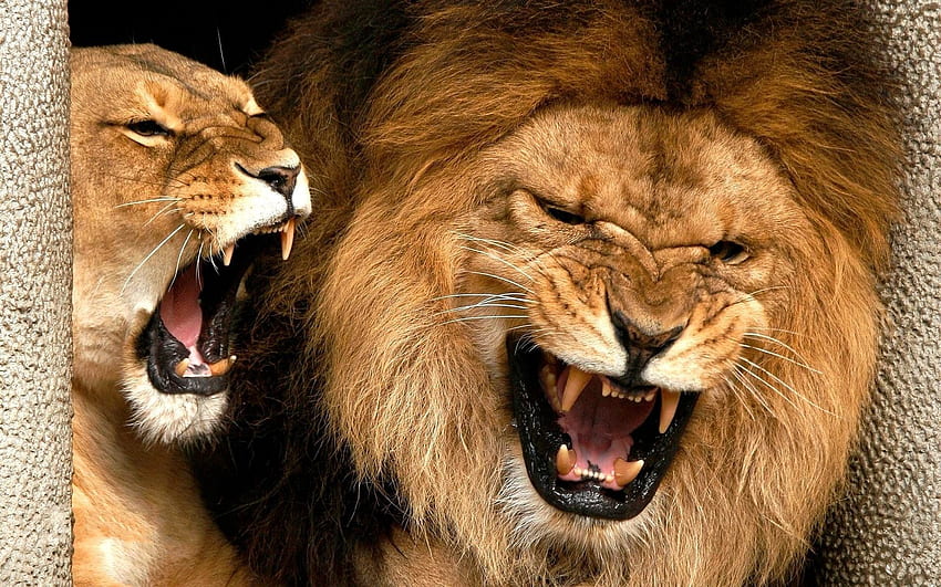 Animals, Aggression, Grin, Lion, Lioness, Mane, Anger HD wallpaper