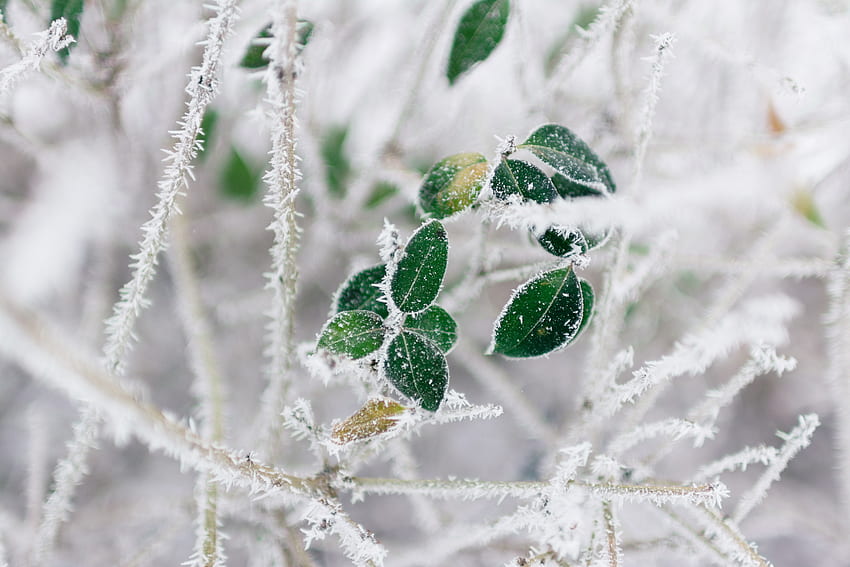 겨울, 자연, 분기, 흰 서리, 프 로스트 HD 월페이퍼