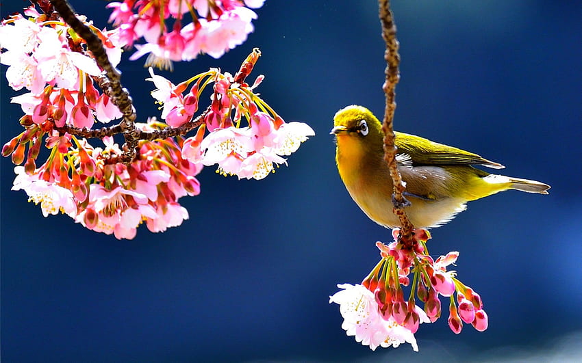 OISEAU au PRINTEMPS, branche, oiseau, printemps, fleurs Fond d'écran HD