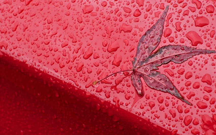 Leaf, rain, red, autumn, water drops HD wallpaper