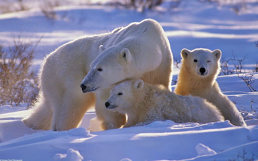 動物, 雪, 若い, クマ, 散歩, 家族, カブス, シロクマ 高画質の壁紙