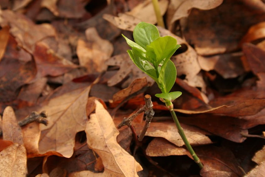 Finally , sprout, leaves, spring, green HD wallpaper