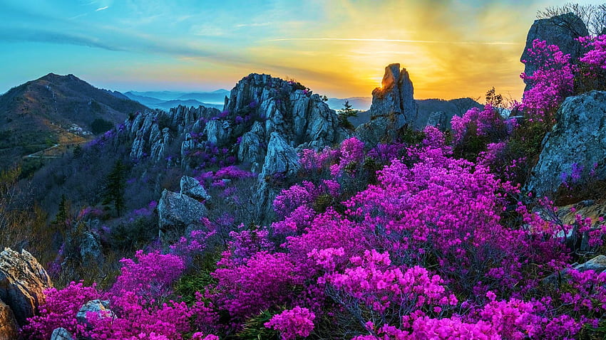 Wildflowers in South Korea, blossoms, rhododendron, landscape, sky, azaley, mountains, sunset HD wallpaper