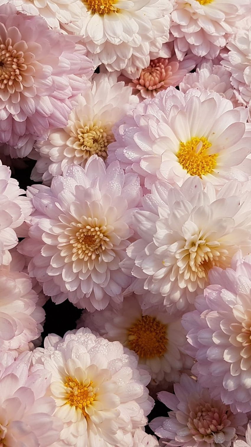 Free Photo | Chrysanthemum flower against black background