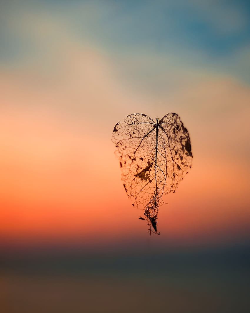 Leaf with sunset HD wallpapers | Pxfuel