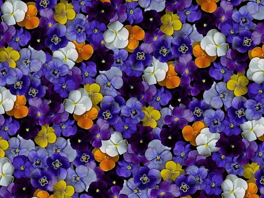 Pansy Flowers One [] for your , Mobile & Tablet. Explore Pansy . Pastel Border HD wallpaper