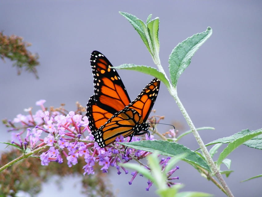 Papillons, Insectes Fond d'écran HD
