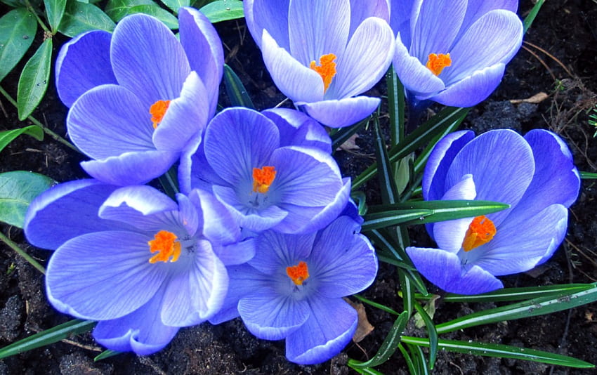 Primavera, azul, flor, natureza, flores papel de parede HD