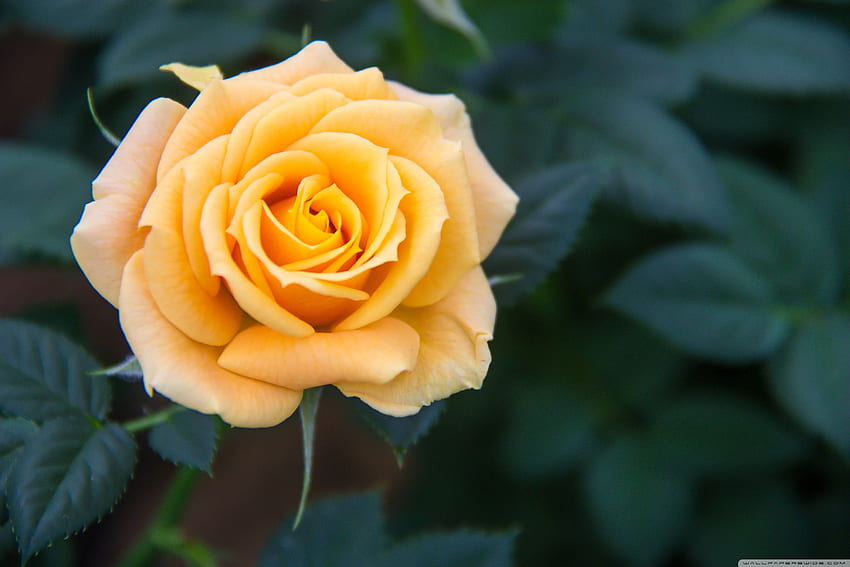 Yellow Rose ❤ for Ultra TV • Wide, Books and Rose HD wallpaper