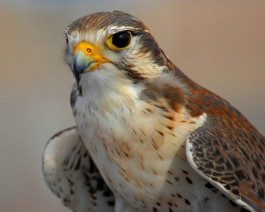 Golden Falcon, binatang, elang, burung, elang, emas, predator Wallpaper HD