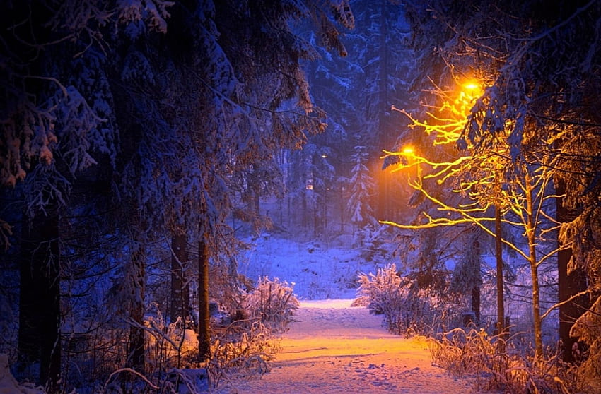 Myllyjarvi의 겨울, 겨울, 그래픽, 공원, 풍경, 눈, 나무, 장소, 핀란드, 얼어붙은, 꿈속의 명소, 숲, 아름다운, 계절, 창의적인 사전 제작, 사계절 사랑, 풍경, 자연 HD 월페이퍼
