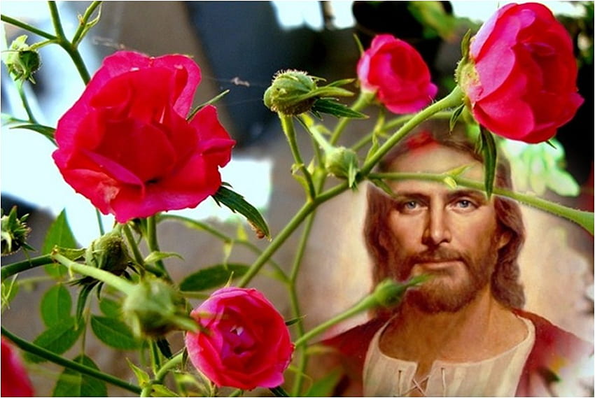 Исус, бог, роза, цвете, Христос, религия, християнство HD тапет