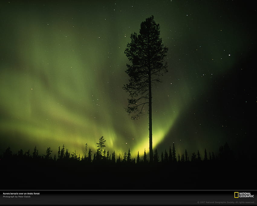 Northern Lights, trees, sky, green HD wallpaper