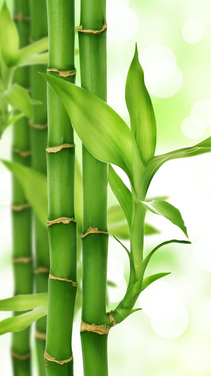 . 緑の自然、竹の木、竹の背景、美しい竹 HD電話の壁紙