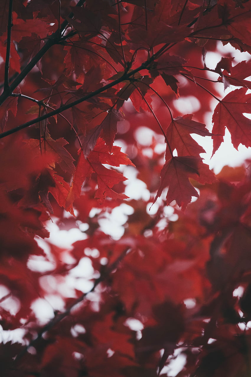 자연, 가을, 나뭇잎, 흐림 효과, 부드러운 HD 전화 배경 화면