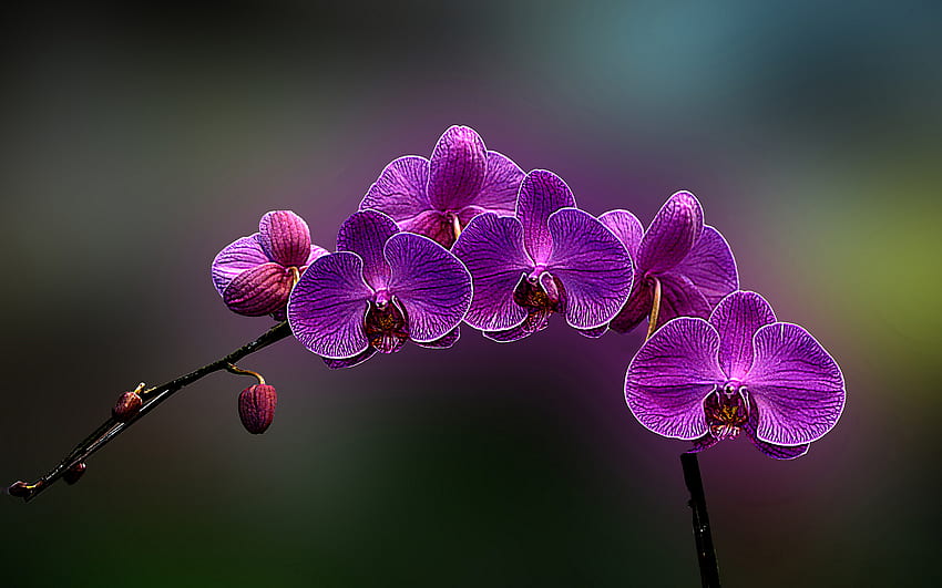 Beleza Singular, colorida, vívida, linda, r, orquídea, flora papel de parede HD