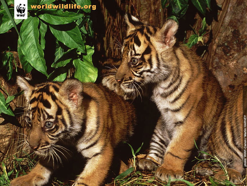 CUTE BABY TIGER CUBS, cuccioli di giaguaro, animali pelosi, gatti, gattini, simpatici animali, strisce, cuccioli di tigre, animali, alberi, giungla, cuccioli, tigri, animali selvatici, grandi felini, simpatiche tigri, natura, mammiferi Sfondo HD
