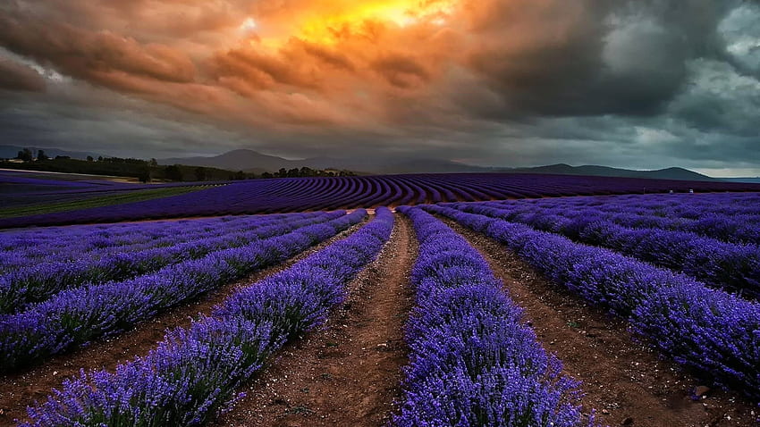 Tasmania, sky, flower cultivation, field HD wallpaper