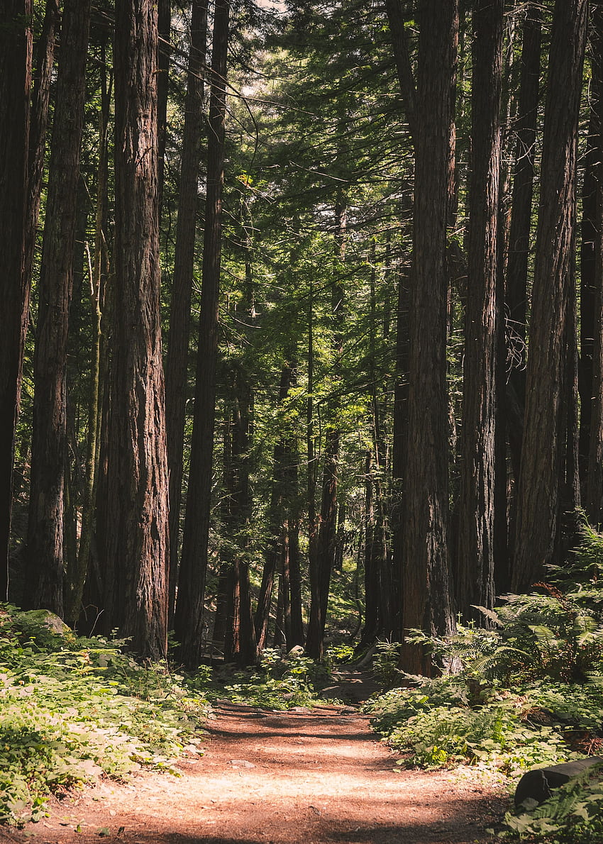 Natur, Bäume, Nadelholz, Wald, Weg HD-Handy-Hintergrundbild